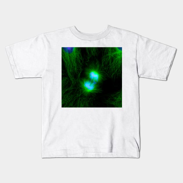 Cell division, fluorescent micrograph (C010/3482) Kids T-Shirt by SciencePhoto